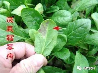 冬季大棚菠菜的病虫害防治技术,怎样防治菠菜的叶斑病