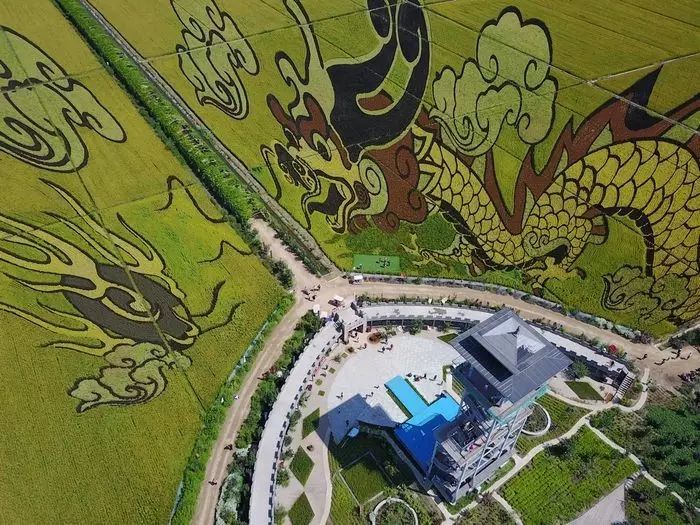 沈阳稻梦空间稻田,沈阳稻梦空间