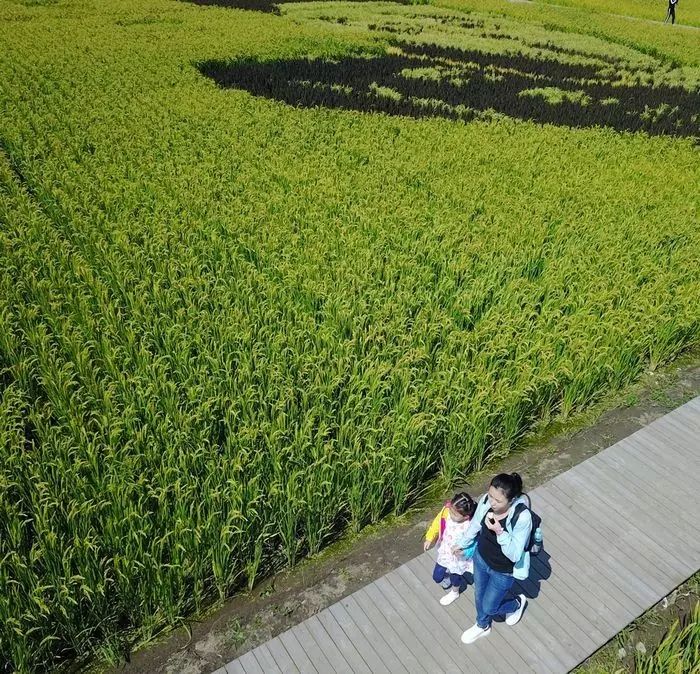 沈阳稻梦空间稻田,沈阳稻梦空间