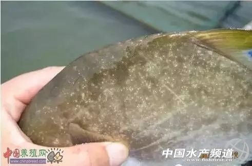 传染疾病的防治措施,白点病会传染给人吗