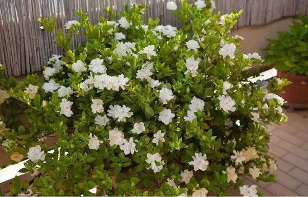 秋季可以扦插的花有哪些,秋季扦插的植物什么时候移盆