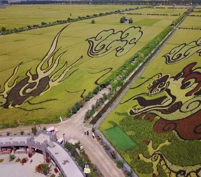 沈阳稻梦空间稻田,沈阳稻梦空间