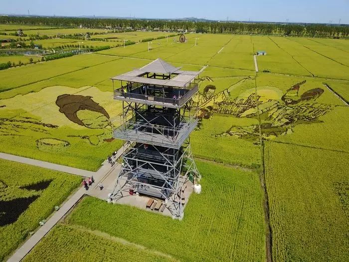 沈阳稻梦空间玉米,沈阳有稻梦空间吗