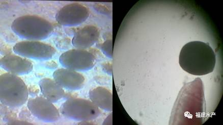 彻底清除小瓜虫,如何解决小瓜虫的妙招