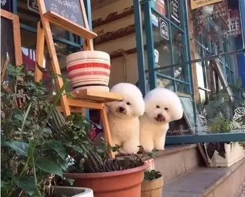 狗狗当销售部老总,狗狗当老板