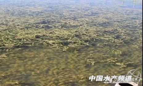 小龙虾河里养殖要什么水草,养小龙虾池塘种什么水草好