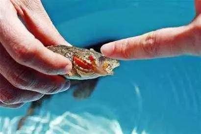 大千世界无奇不有这种鱼你见过吗,世界之大无奇不有鱼都会走路