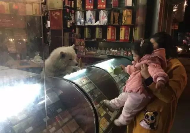 狗狗当销售部老总,狗当老板的店视频