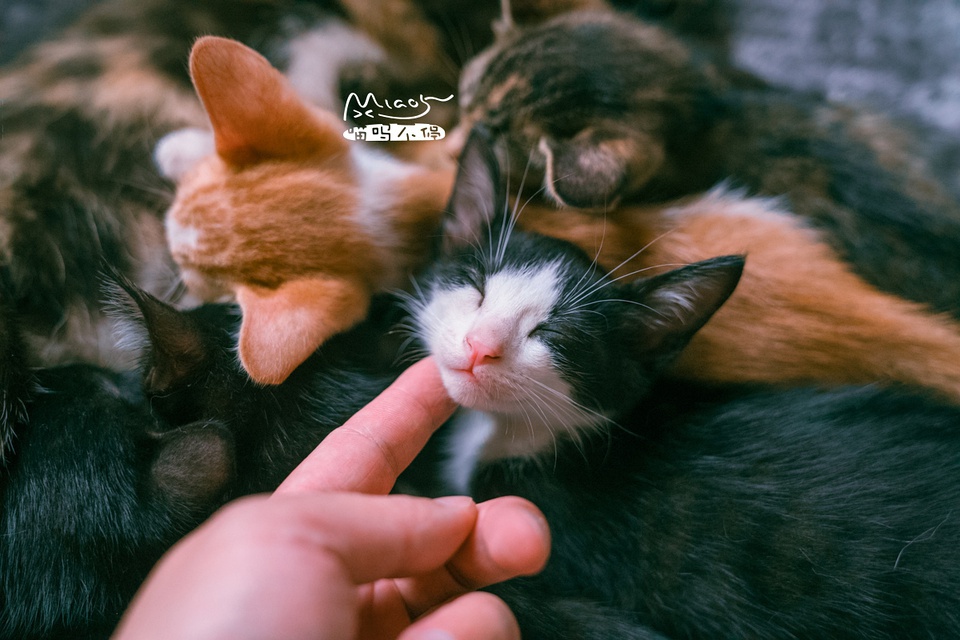 豆瓣日记10月,豆瓣日记