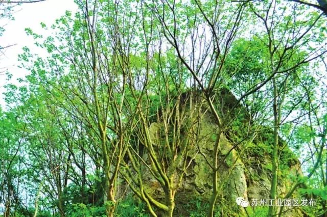 298000㎡！园区将要兴建42个足球场那么大的绿地公园！未来还有这么多公园要面世！