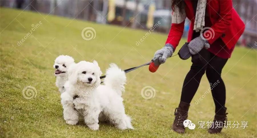 日常遛狗6大禁忌绝不能犯,遛狗注意事项及禁忌