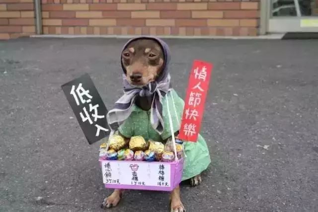 狗狗当老板有模有样,狗狗开店当老板