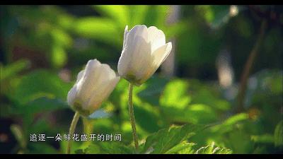 豆瓣评分8.4分，感动上亿中国观众，这部中草药版的《舌尖上的中国》，告诉你灵芝孢子粉的故事