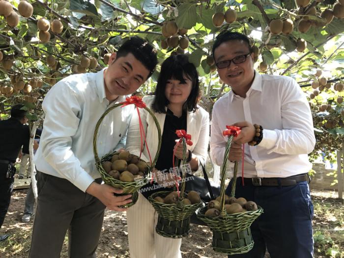 猕猴桃宝鸡眉县,淘宝眉县猕猴桃