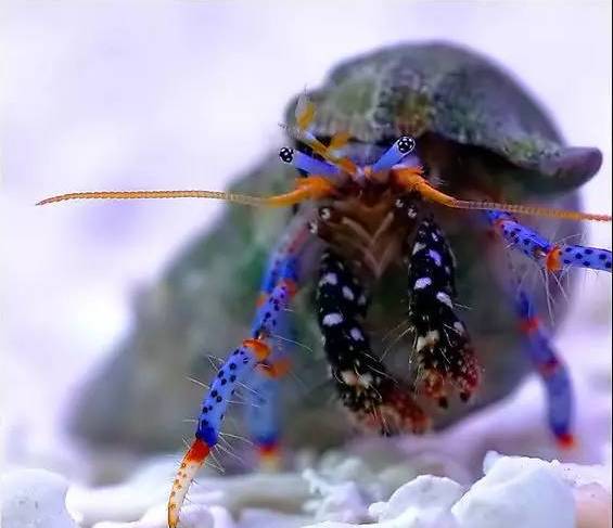 新手打理鱼缸,帮忙修理好鱼缸游戏