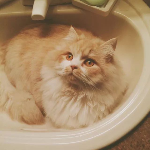 搞笑诺贝尔奖猫咪,关于猫的诺贝尔搞笑奖