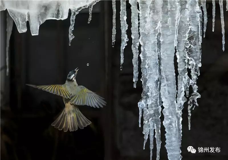 锦州摄影拍鸟,锦州鸟类摄影人