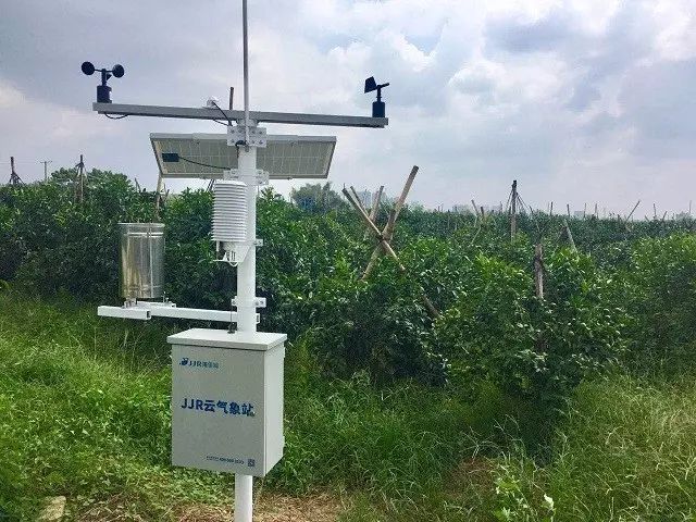 今年武鸣种植沃柑多少亩,武鸣沃柑60亩900万