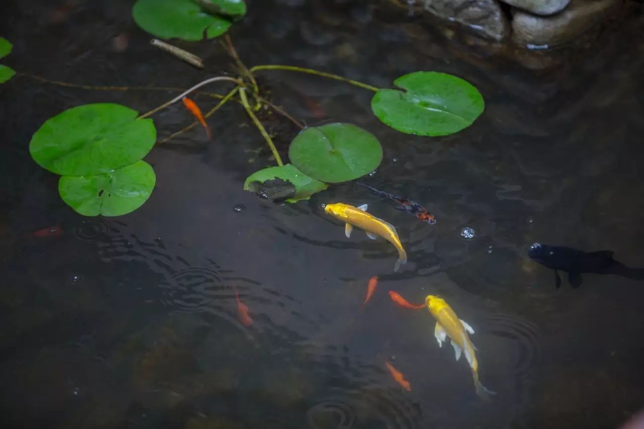 你绝对想不到，在一个唐朝古镇里，藏着大师王灏操刀的纯木客舍！