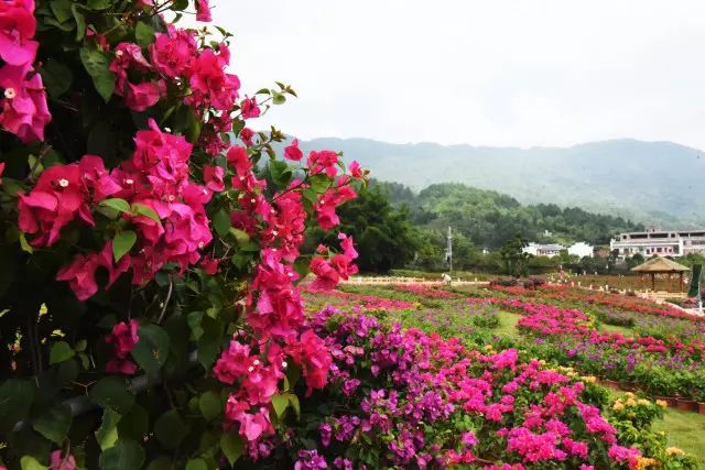 推荐丨你错过的繁花，在这个初秋黄姚花海全还给你！