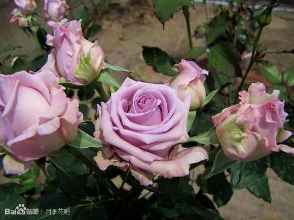 蓝紫色月季无刺品种有哪些,枝条细弱蓝紫色月季品种