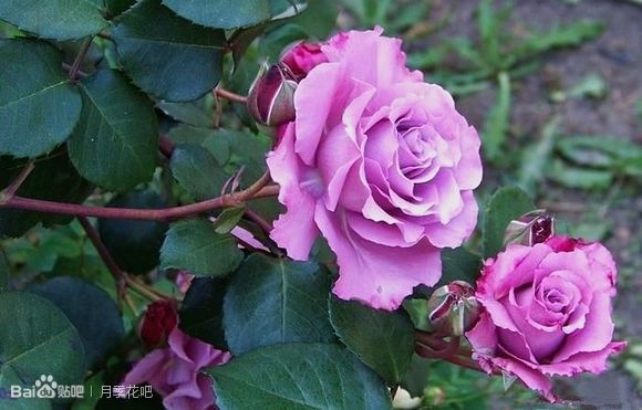 蓝紫色的爬藤月季有哪些品种,天狼蓝紫色月季哪款最优秀