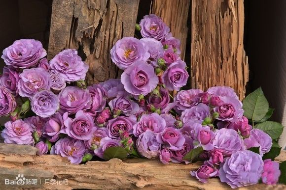 蓝紫色月季无刺品种有哪些,枝条细弱蓝紫色月季品种