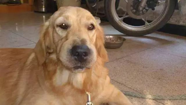 「哏儿都萌宠」——狗狗向你求救的信号，一定要注意