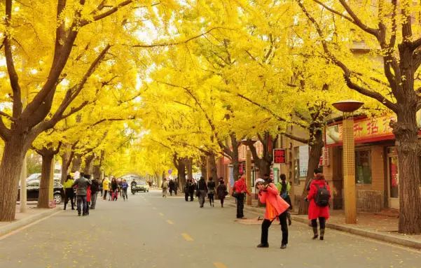 各国特色林荫道大盘点,“最美林荫道”随手拍等你来报名!