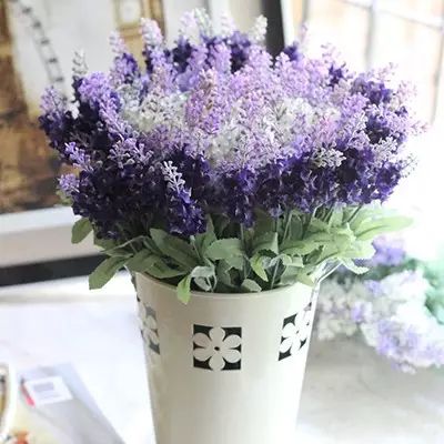 美肤植物,植物百科仿生植物