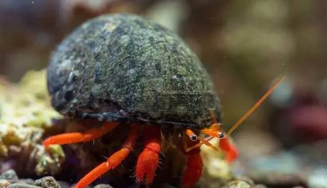 新手打理鱼缸,帮忙修理好鱼缸游戏