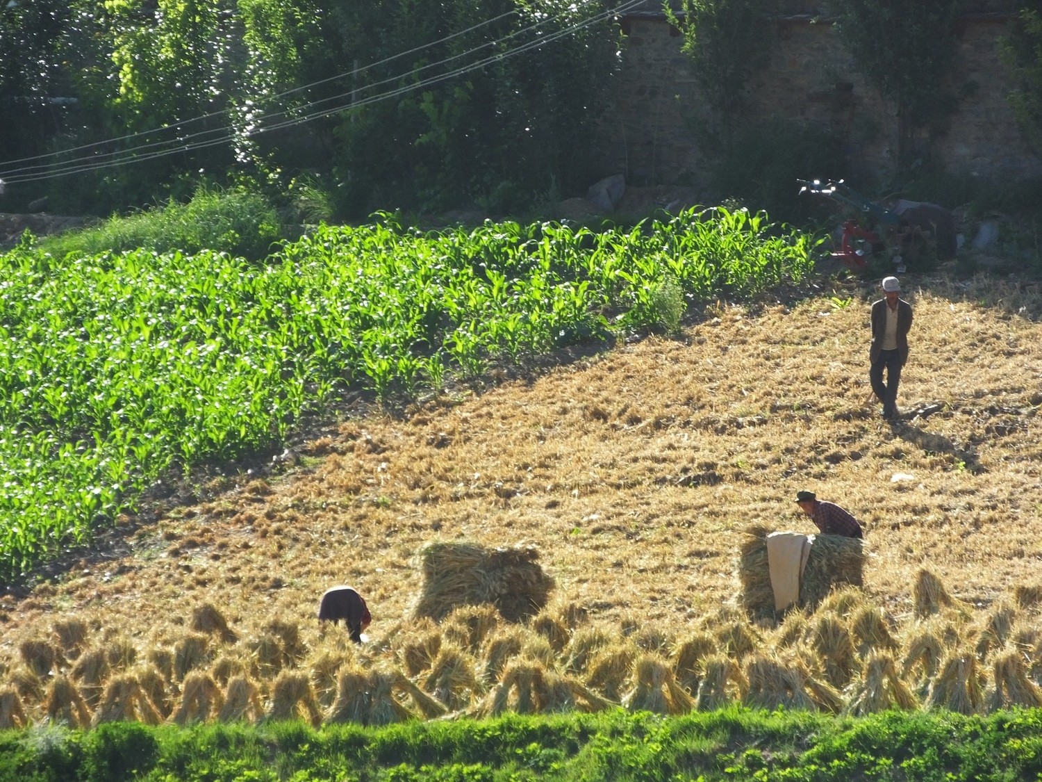 泸亚东线沿途风景,泸亚线穿越原始森林