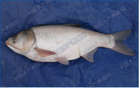 畜牧养殖动物常见疾病及控制措施,水产养殖中应激的危害及应对措施