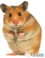 狂犬病相关知识世界狂犬病日,致死率100%的狂犬病你该怎么预防