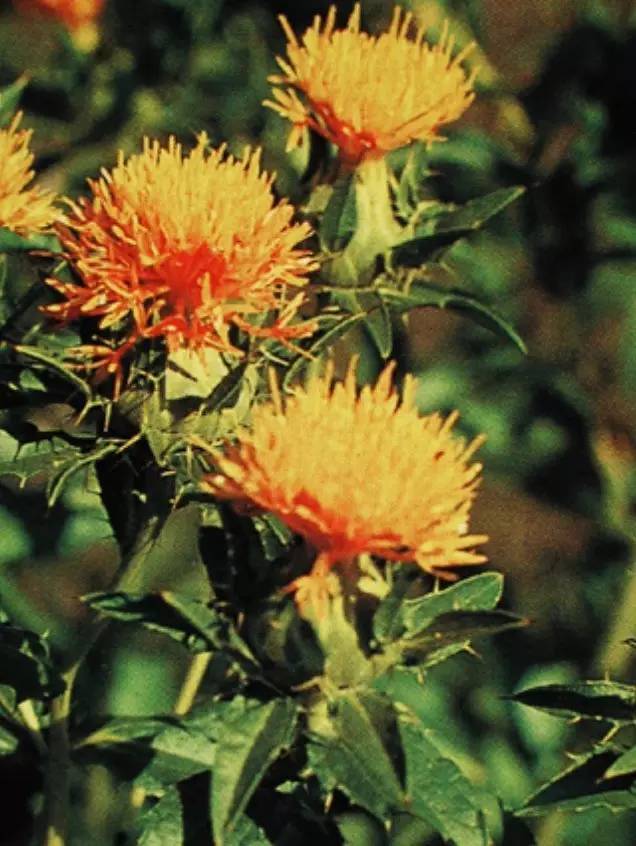 活血效果与红花相当的中药,红花具有散瘀止疼活血通经的作用