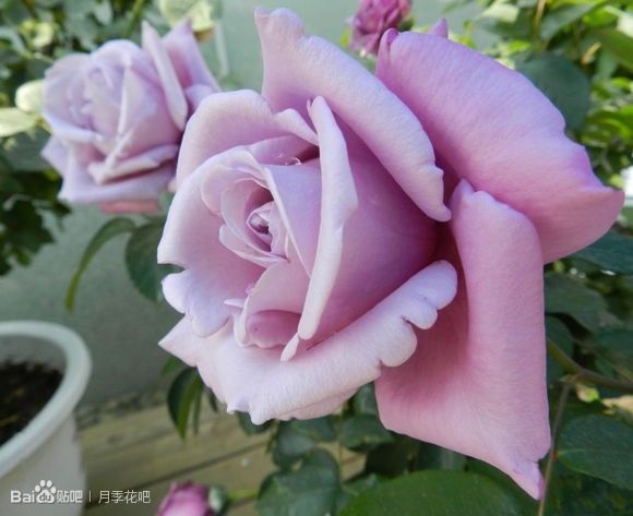 蓝紫色月季无刺品种有哪些,枝条细弱蓝紫色月季品种