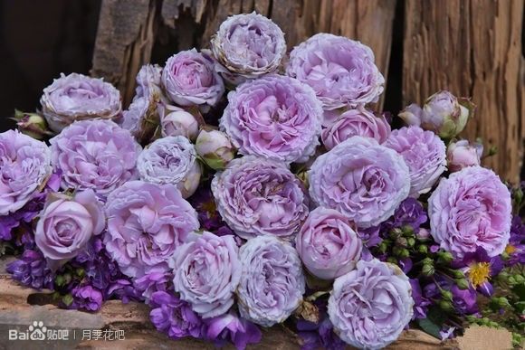 蓝紫色月季无刺品种有哪些,枝条细弱蓝紫色月季品种