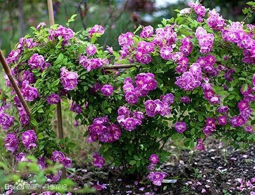 蓝紫色月季无刺品种有哪些,枝条细弱蓝紫色月季品种