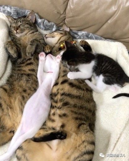 铲屎官养的猫夫妻,一对猫夫妇的铲屎官