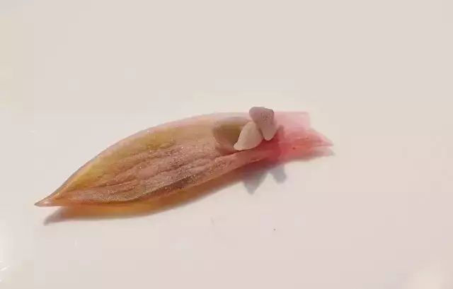 玩花剑的正确方法,花剑教程大全