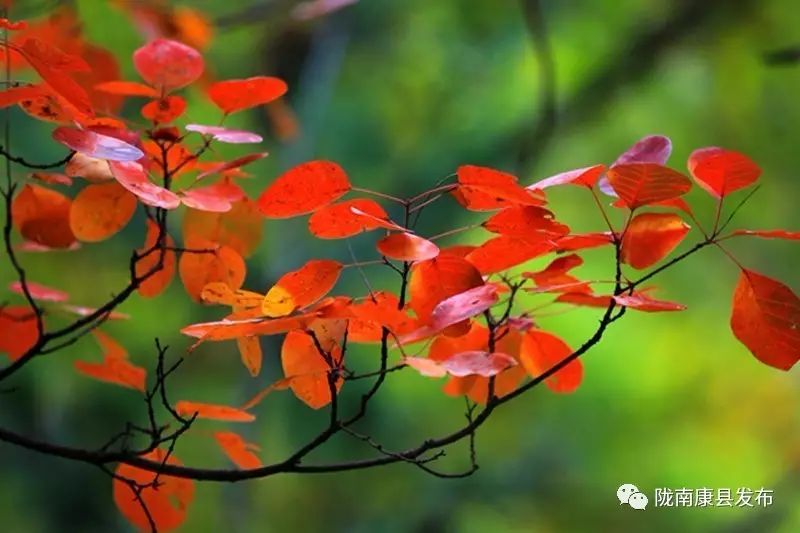 康县美丽的秋天,新县醉美秋景