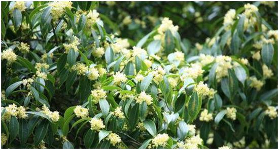 踏秋之旅,宝兴东拉山大峡谷红叶