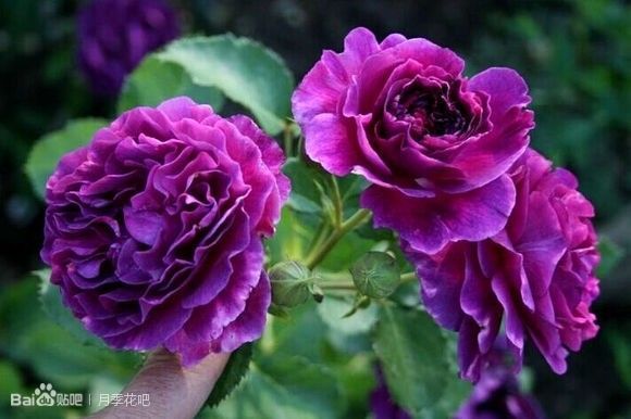 蓝紫色的爬藤月季有哪些品种,天狼蓝紫色月季哪款最优秀