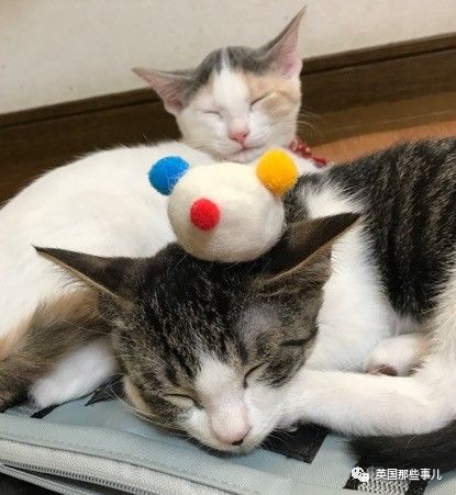 铲屎官养的猫夫妻,一对猫夫妇的铲屎官