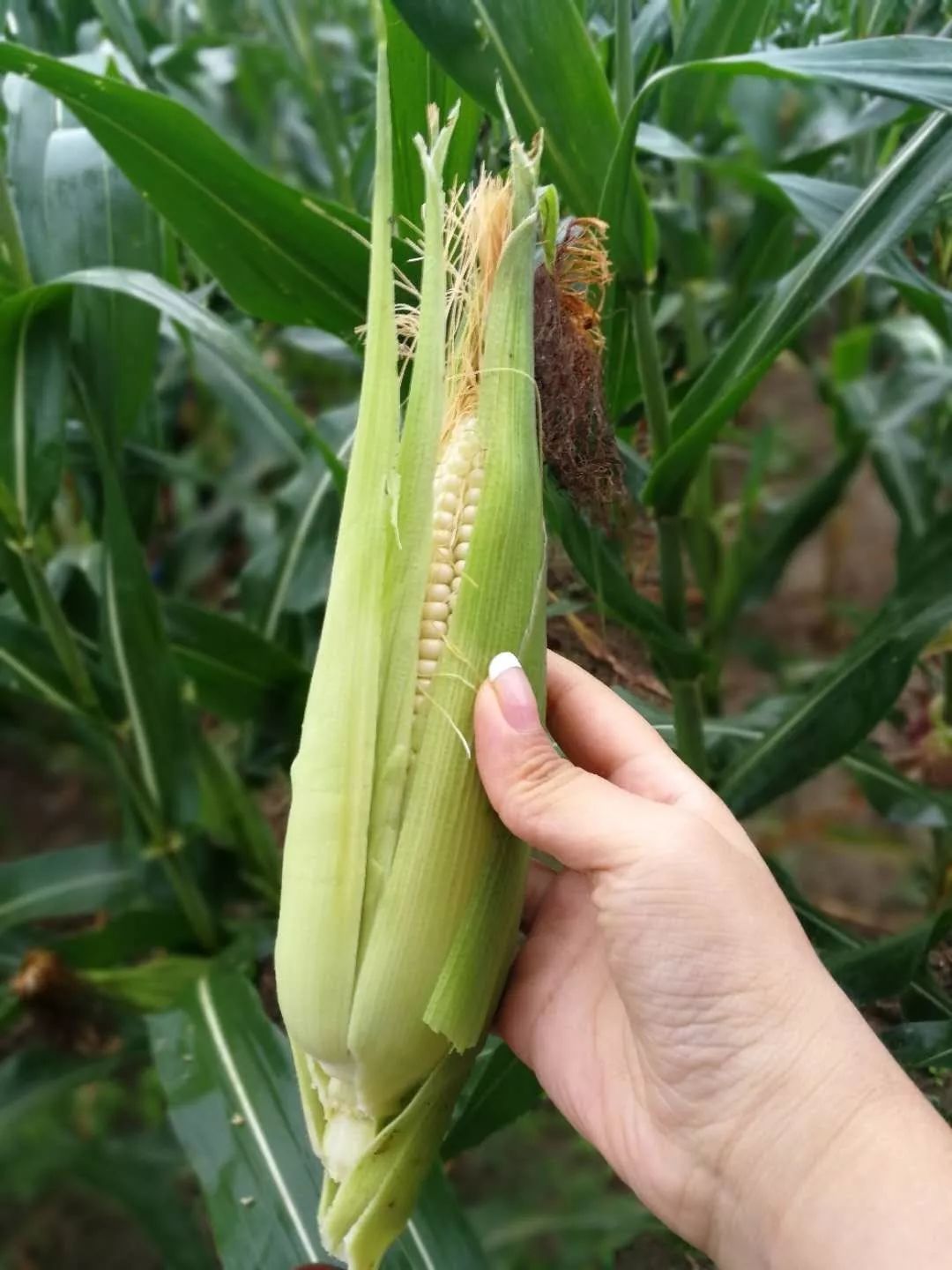 去裸心谷kikaboni吃私宴，听南非主厨BarendGreyling说家的故事