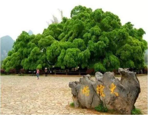 阳朔旅游攻略国内旅行,阳朔旅游三天自由行攻略