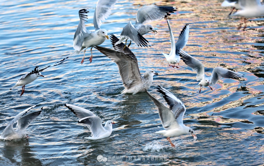 秦皇岛市海港区怎么成了“朝颜”？