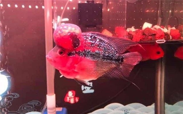 看错起沙与烧尾，导致爱罗错过了最佳发育期