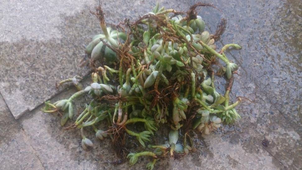 经历了天灾*祸人**的多肉，居然能靠这招拯救？