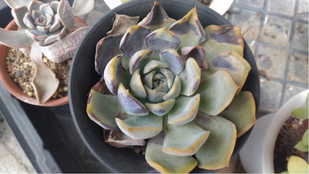 经历了天灾*祸人**的多肉，居然能靠这招拯救？